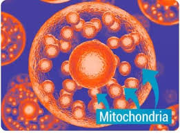 Mitolyn Review: Mitochondria Support for Metabolism and Energy